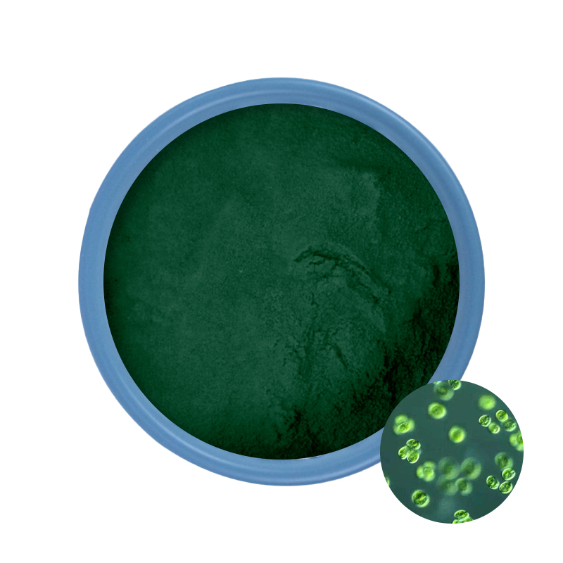 Comprar polvo de chlorella orgánico